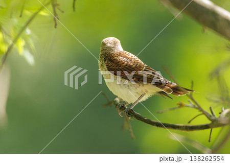 Unique brown bird perched quietly on a branch in a vibrant green forest setting 138262554