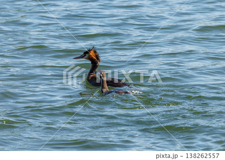 Ducks swimming gracefully in a serene lake during a sunny afternoon 138262557