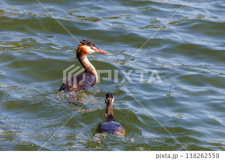 Two graceful birds swimming together in shimmering waters under a bright sunlit sky 138262558