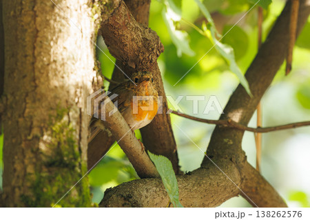 A charming bird rests quietly on a branch in a sunlit forest setting filled with greenery A charming bird rests quietly on a branch in a sunlit forest setting filled with greenery 138262576