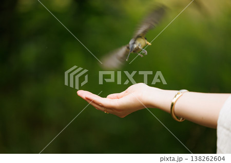 Hummingbird gracefully hovering near an open hand in a lush green garden at midday 138262604