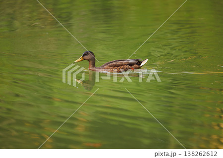 Serene brown duck gliding across the calm green waters of a tranquil pond during a sunny afternoon Serene brown duck gliding across the calm green waters of a tranquil pond during a sunny afternoon 138262612