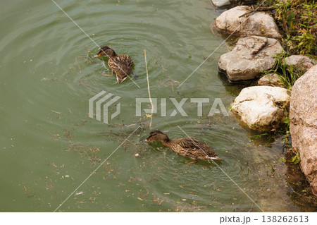 Ducks swimming peacefully in a calm pond surrounded by rocks and greenery on a sunny day Ducks swimming peacefully in a calm pond surrounded by rocks and greenery on a sunny day 138262613