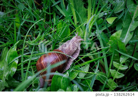 Snail gliding through dew-kissed grass on a tranquil morning in a lush garden Snail gliding through dew-kissed grass on a tranquil morning in a lush garden 138262614