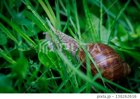 Snail exploring lush green grass in the early morning light Snail exploring lush green grass in the early morning light 138262616