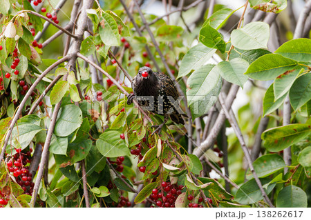 Colorful starling perched among vibrant red berries in a lush tree during sunny morning hours Colorful starling perched among vibrant red berries in a lush tree during sunny morning hours 138262617