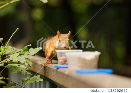 Squirrel exploring a snack on a sunny day in a park, lively and curious about the treats nearby 138262635