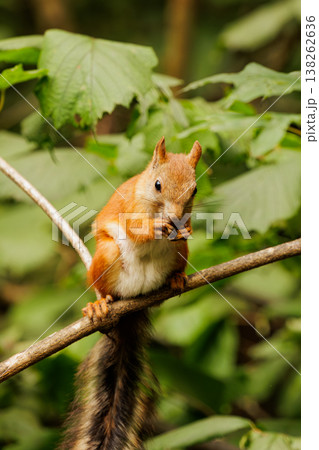Squirrel perched on a branch enjoying a snack in a lush green forest during a sunny day 138262636
