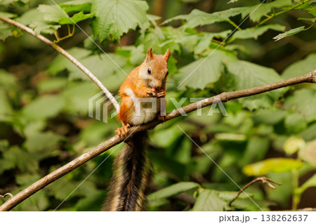 Squirrel enjoying a snack on a branch surrounded by vibrant green foliage in the woods 138262637