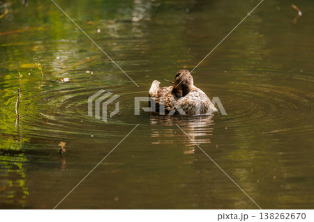 Serene duck resting on the tranquil waters of a secluded pond in the heart of nature Serene duck resting on the tranquil waters of a secluded pond in the heart of nature 138262670