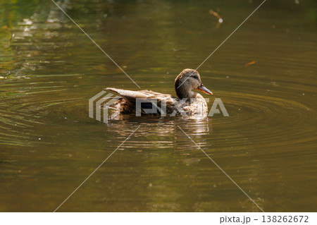 Swimming quietly, a mallard duck glides through the serene waters of the tranquil pond during golden hour Swimming quietly, a mallard duck glides through the serene waters of the tranquil pond during golden hour 138262672
