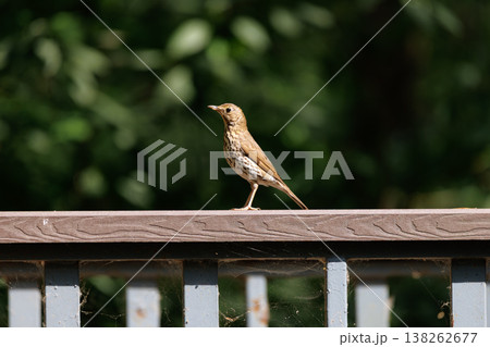 Small brown bird stands on wooden railing with greenery in the background on a sunny day in nature 138262677
