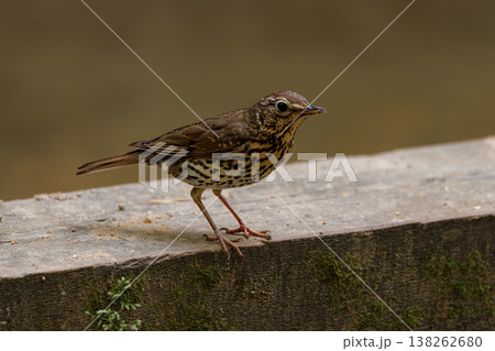 Bird stands on wooden ledge near a calm lake during a peaceful afternoon in nature Bird stands on wooden ledge near a calm lake during a peaceful afternoon in nature 138262680