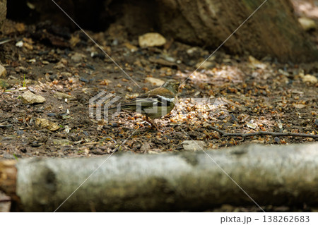 Bird foraging on the forest floor during a warm afternoon under dappled sunlight 138262683