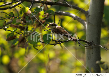 Bird perched on a branch surrounded by lush green foliage in a serene forest setting during daylight Bird perched on a branch surrounded by lush green foliage in a serene forest setting during daylight 138262686