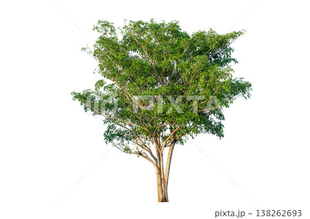 Green tree isolated on transparent background with clipping path, single tree with clipping path and alpha channel. are Forest and foliage in summer for both printing and web pages. 138262693
