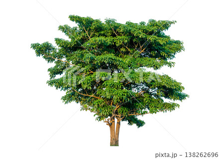 Green tree isolated on transparent background with clipping path, single tree with clipping path and alpha channel. are Forest and foliage in summer for both printing and web pages. 138262696