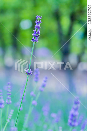 ラベンダー 138262706