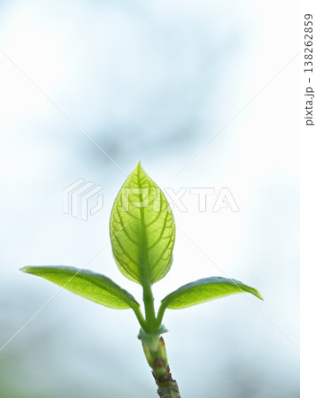 逆光に透ける蝋梅の若葉 新緑のシンプル背景素材 逆光に透ける蝋梅の若葉 新緑のシンプル背景素材 138262859