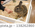 うさぎ 138262860