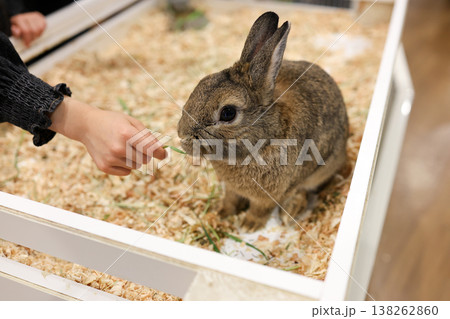 うさぎ うさぎ 138262860
