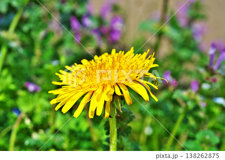 黄色いタンポポの花(春、三月) 黄色いタンポポの花(春、三月) 138262875