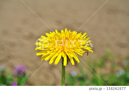 黄色いタンポポの花(春、三月) 黄色いタンポポの花(春、三月) 138262877