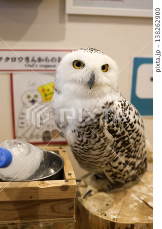 ふくろう 138262900