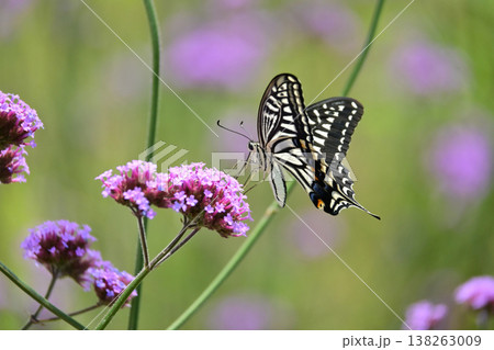 春イメージ(アゲハチョウ:Swallowtail butterfly / spring image) 春イメージ(アゲハチョウ:Swallowtail butterfly / spring image) 138263009