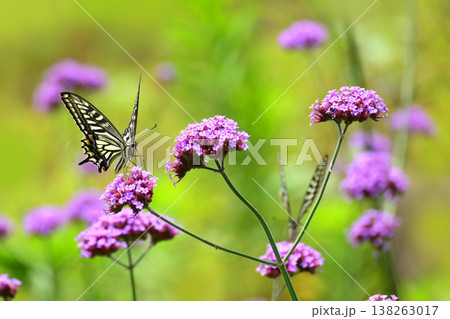 春イメージ(アゲハチョウ:Swallowtail butterfly / spring image) 春イメージ(アゲハチョウ:Swallowtail butterfly / spring image) 138263017