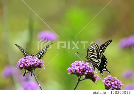 春イメージ(アゲハチョウ：Swallowtail butterfly / spring image) 138263018