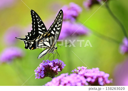 春イメージ(アゲハチョウ:Swallowtail butterfly / spring image) 春イメージ(アゲハチョウ:Swallowtail butterfly / spring image) 138263020