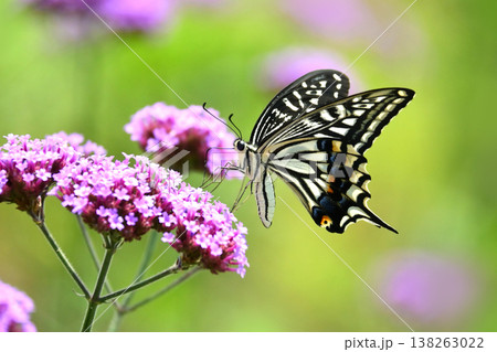 春イメージ(アゲハチョウ:Swallowtail butterfly / spring image) 春イメージ(アゲハチョウ:Swallowtail butterfly / spring image) 138263022