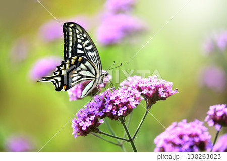 春イメージ(アゲハチョウ:Swallowtail butterfly / spring image) 春イメージ(アゲハチョウ:Swallowtail butterfly / spring image) 138263023