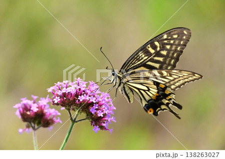 春イメージ(アゲハチョウ:Swallowtail butterfly / spring image) 春イメージ(アゲハチョウ:Swallowtail butterfly / spring image) 138263027