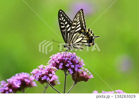 春イメージ(アゲハチョウ：Swallowtail butterfly / spring image) 138263029