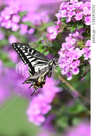 春イメージ(アゲハチョウ:Swallowtail butterfly / spring image) 春イメージ(アゲハチョウ:Swallowtail butterfly / spring image) 138263032