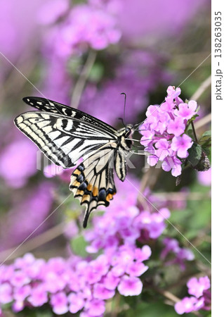 春イメージ(アゲハチョウ:Swallowtail butterfly / spring image) 春イメージ(アゲハチョウ:Swallowtail butterfly / spring image) 138263035