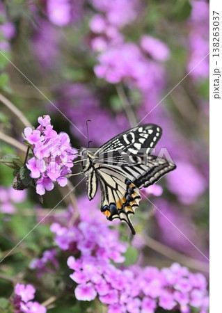 春イメージ(アゲハチョウ：Swallowtail butterfly / spring image) 138263037