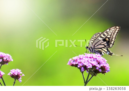 春イメージ(アゲハチョウ：Swallowtail butterfly / spring image) 138263038