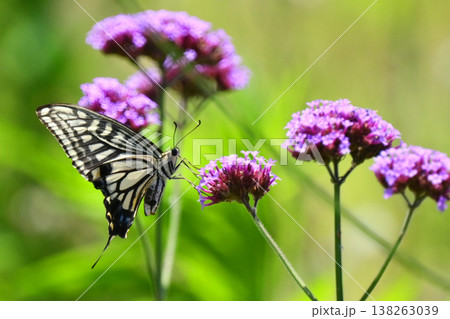 春イメージ(アゲハチョウ：Swallowtail butterfly / spring image) 138263039
