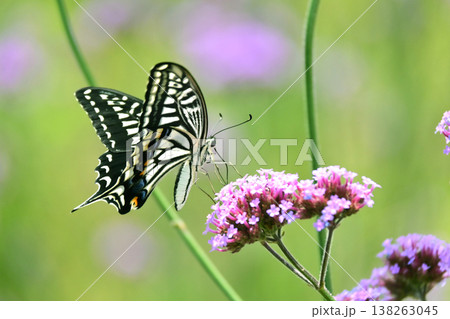 春イメージ(アゲハチョウ：Swallowtail butterfly / spring image) 138263045
