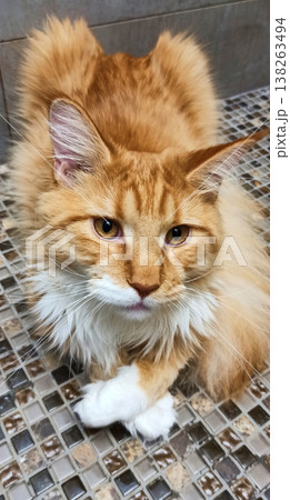 A beautiful ginger cat lies calmly with its front paws folded in front of itself. 138263494