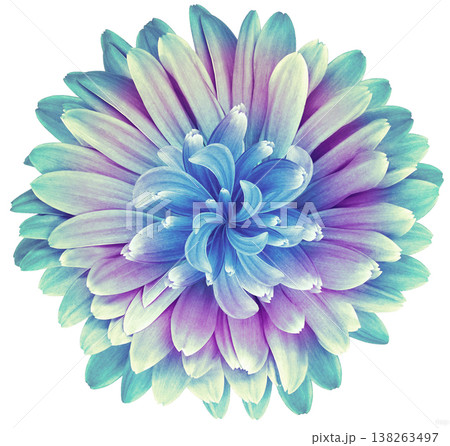 flower  on a  white isolated background with clipping path. Closeup.  Nature. 138263497