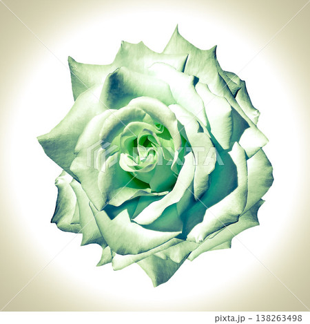 Rose flower on isolated background with clipping path. Closeup. For design. Nature. Rose flower on isolated background with clipping path. Closeup. For design. Nature. 138263498