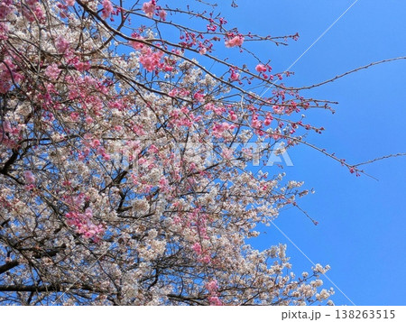 ピンクと白の桜・青空と春の風景・栃木県 ピンクと白の桜・青空と春の風景・栃木県 138263515