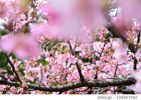 大寒桜 大寒桜 138263592