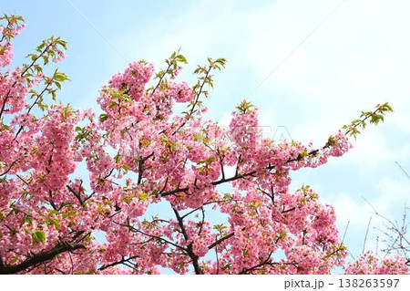 青空に映える満開の河津桜 青空に映える満開の河津桜 138263597
