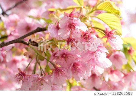 春の陽光桜の花びら 春の陽光桜の花びら 138263599