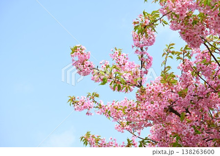 青空に映える満開の河津桜 青空に映える満開の河津桜 138263600